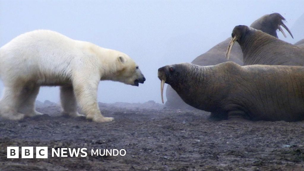 "Una auténtica batalla de titanes": el momento en que un oso polar se enfrentó a una manada de morsas