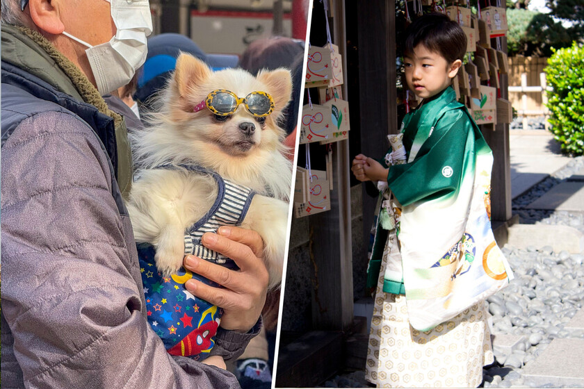 Como Japón se está quedando sin niños, está empezando a adoptar algunas ceremonias para un grupo al alza: los perros