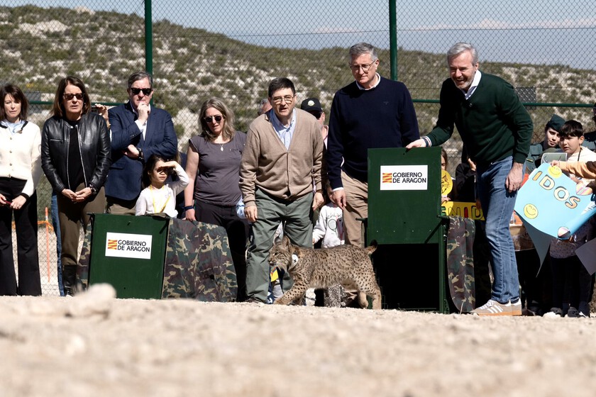 Tras años ausente, Aragón ha reintroducido a dos linces ibéricos. La pregunta es si es postureo o ayuda de verdad