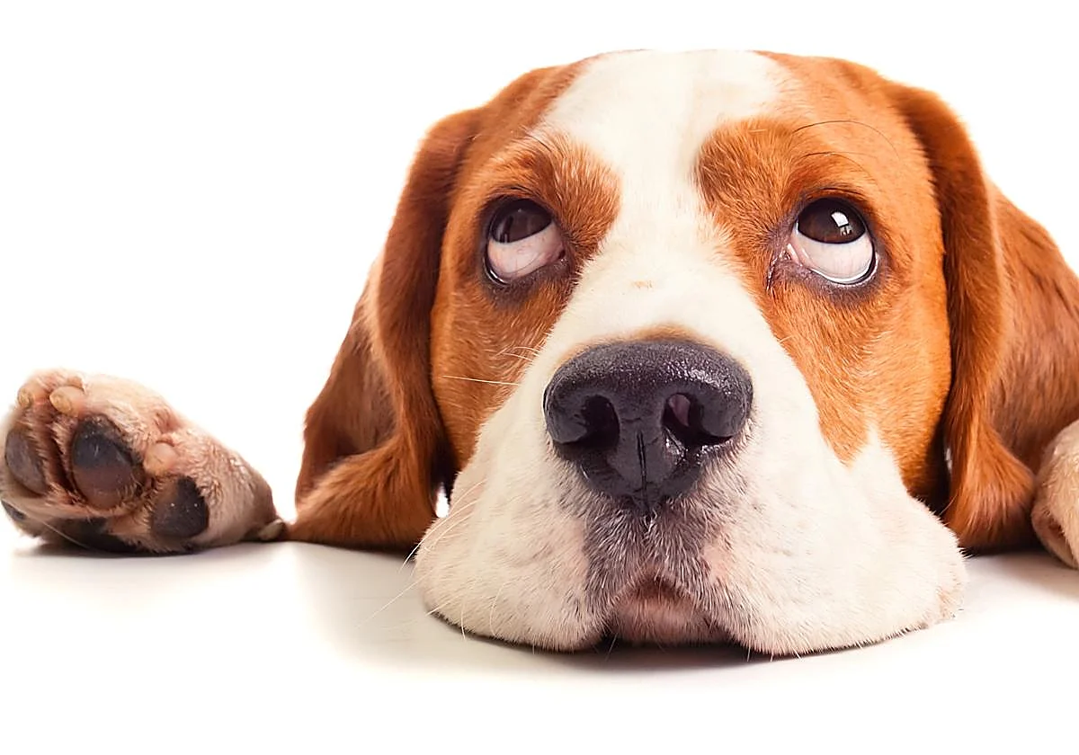 Ajo para las pulgas, los pequeños ladran más... mitos sobre tu perro que deberías desterrar