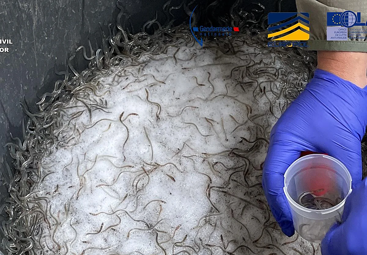 Detenidas e investigadas diez personas en Gipuzkoa y el sur de Francia por tráfico ilegal de angulas