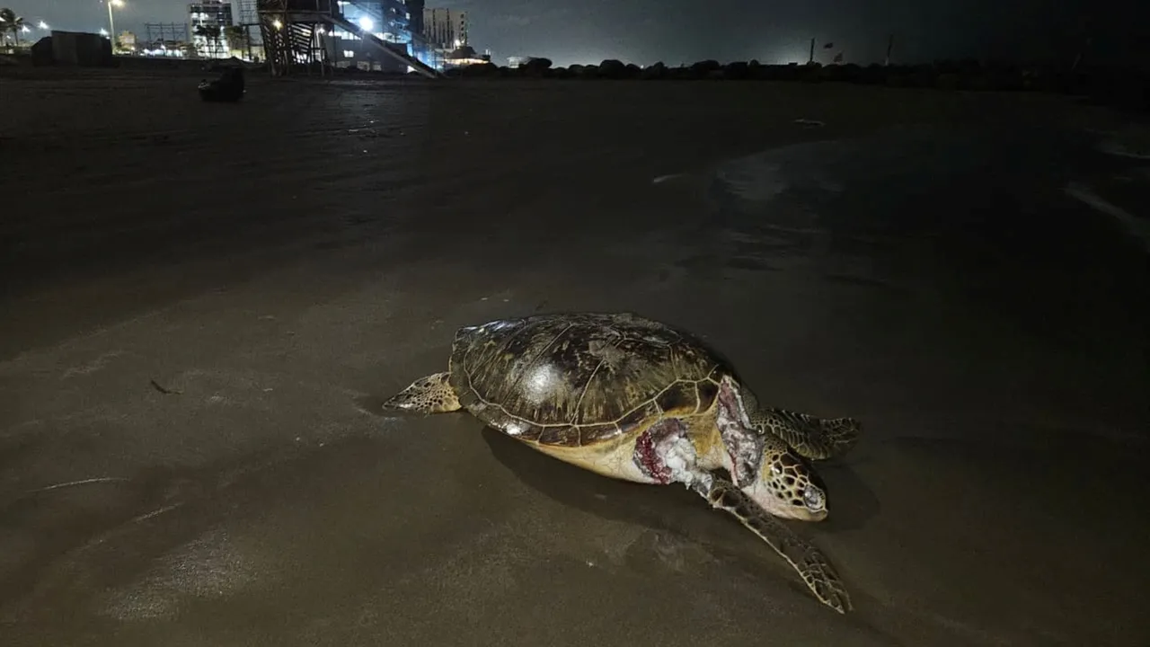 Este mapa interactivo muestra la expansión y afectaciones del derrame en el Golfo de México
