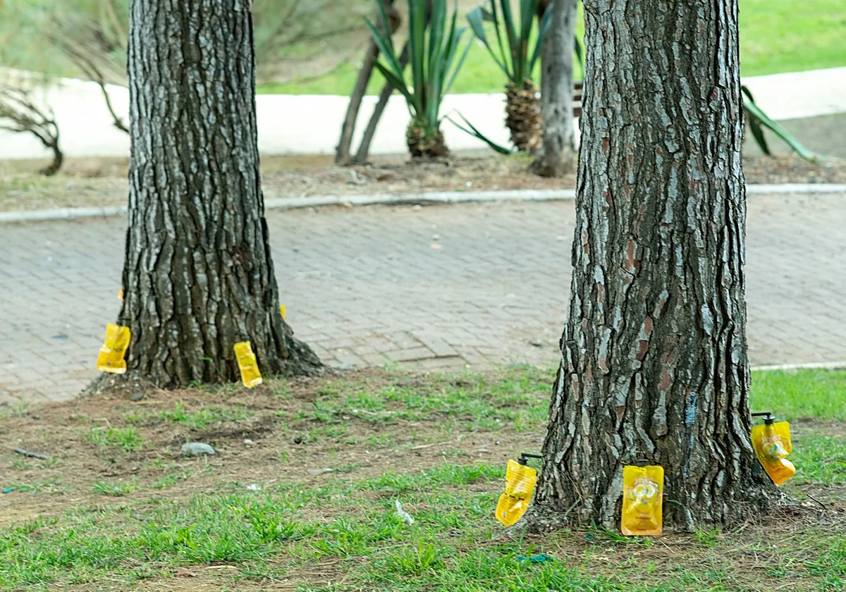 Marbella hace frente a la plaga del barrenillo del té tras detectar los primeros casos