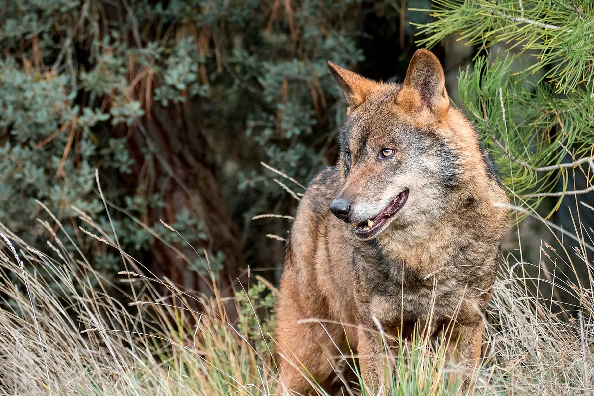 Cómo los lobos se convirtieron en perros: ya acompañaban a los humanos en la Edad de Hielo