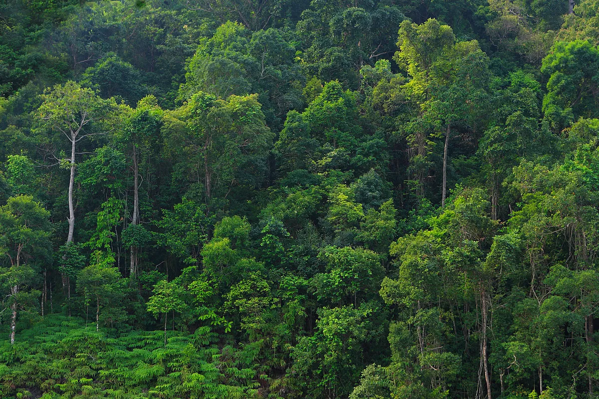 Qué es el CO2 biogénico y por qué despierta interés como negocio