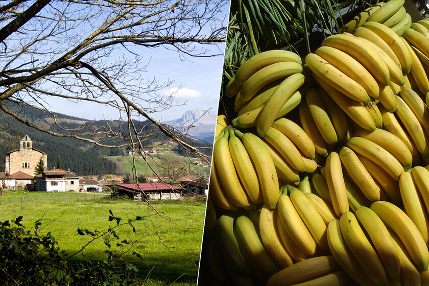 Hay una empresa vasca que está ganando una fortuna con un negocio inesperado: madurar plátanos de Canarias