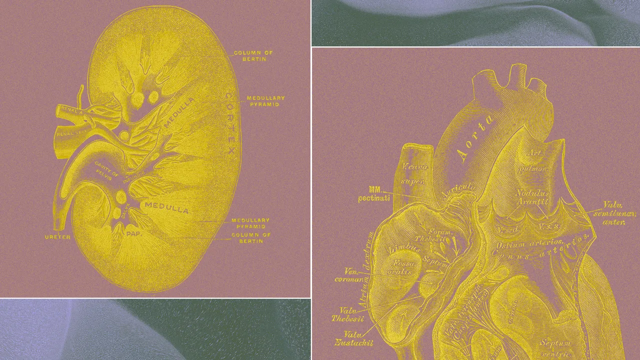 Esta startup quiere cultivar "cuerpos sin cerebro" para sustituir la experimentación con animales