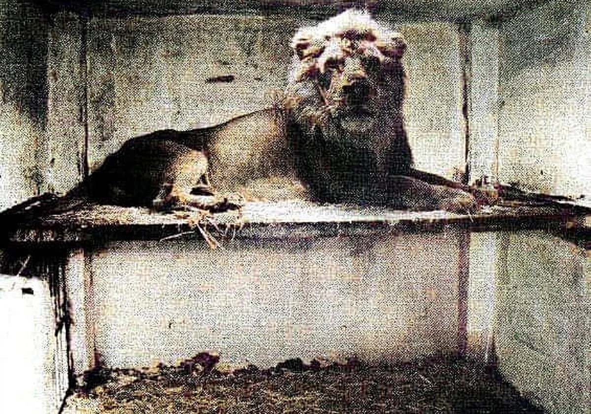 Yoca, el león de Carranque que despertaba a los vecinos con sus rugidos