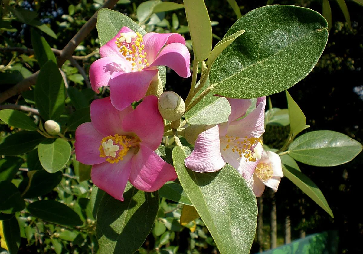 Lagunaria patersonia