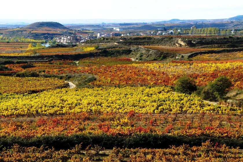 La UE está pagando por arrancar viñedos en La Rioja: la receta europea para salvar la crisis del vino