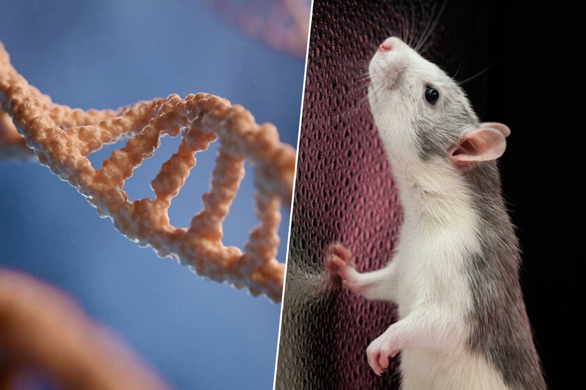 Japón lleva 20 años clonando al mismo ratón de forma ininterrumpida. En la generación 58, la biología ha dicho "basta"