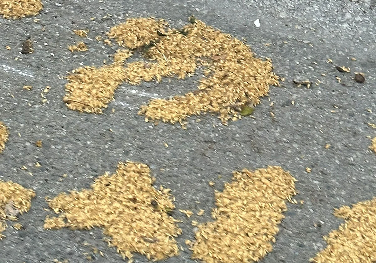 Una estampa otoñal que no favorece a Pedregalejo