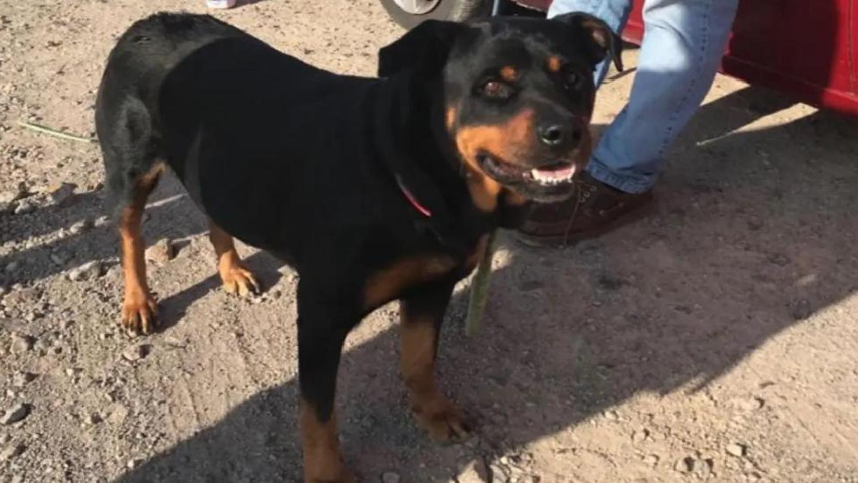 Un rottweiler manda a una bebé a la UCI tras morderla cuando sus padres visitaban a unos amigos en Abanilla (Murcia)