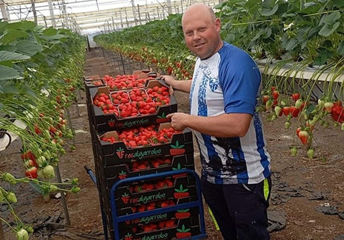 El agricultor de Algarrobo que cultiva fresas en invernadero casi sin tierra
