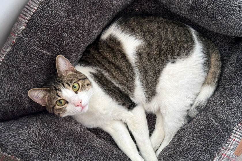 Si la pregunta es cuánto tiempo puedes dejar a tu gato solo en casa, la respuesta es: menos de lo que piensas