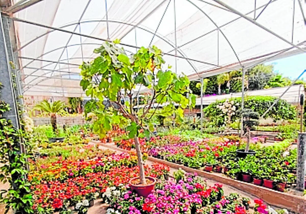 Viveros Sepúlveda, un referente en Marbella por su oferta y producción local