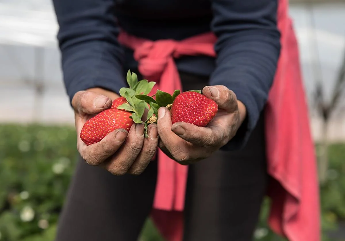 Al campo ya no le salen las cuentas