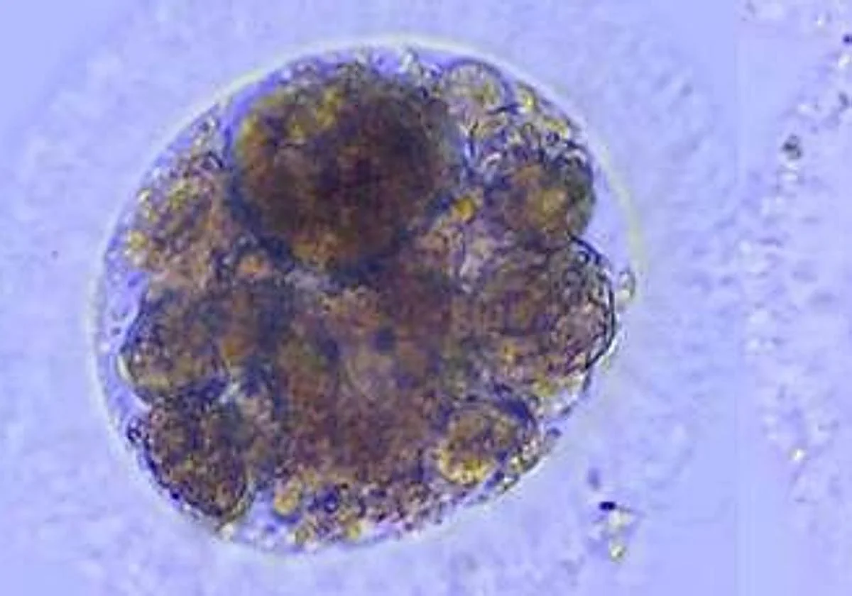 Logran producir por primera vez embriones de lince ibérico en laboratorio