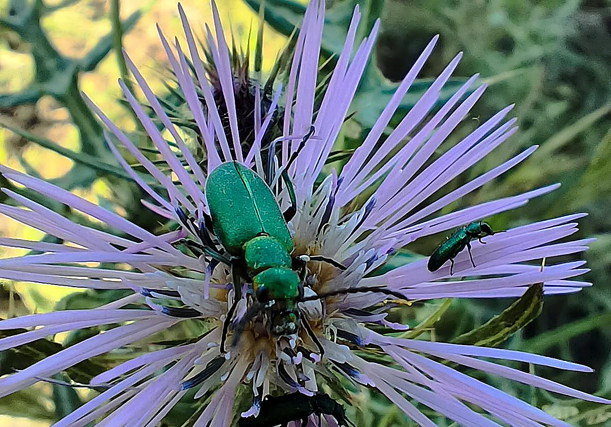 Much more than bugs: insects can save Malaga's Soliva lagoon