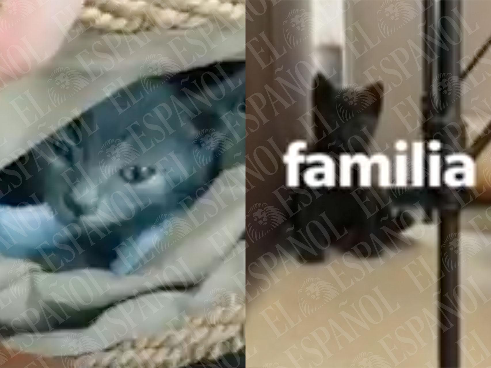 'Pequeño Ratón', el gato que adoptaron Ábalos y Jésica y que, según ella, llevó al exministro a seguir pagando su piso de lujo