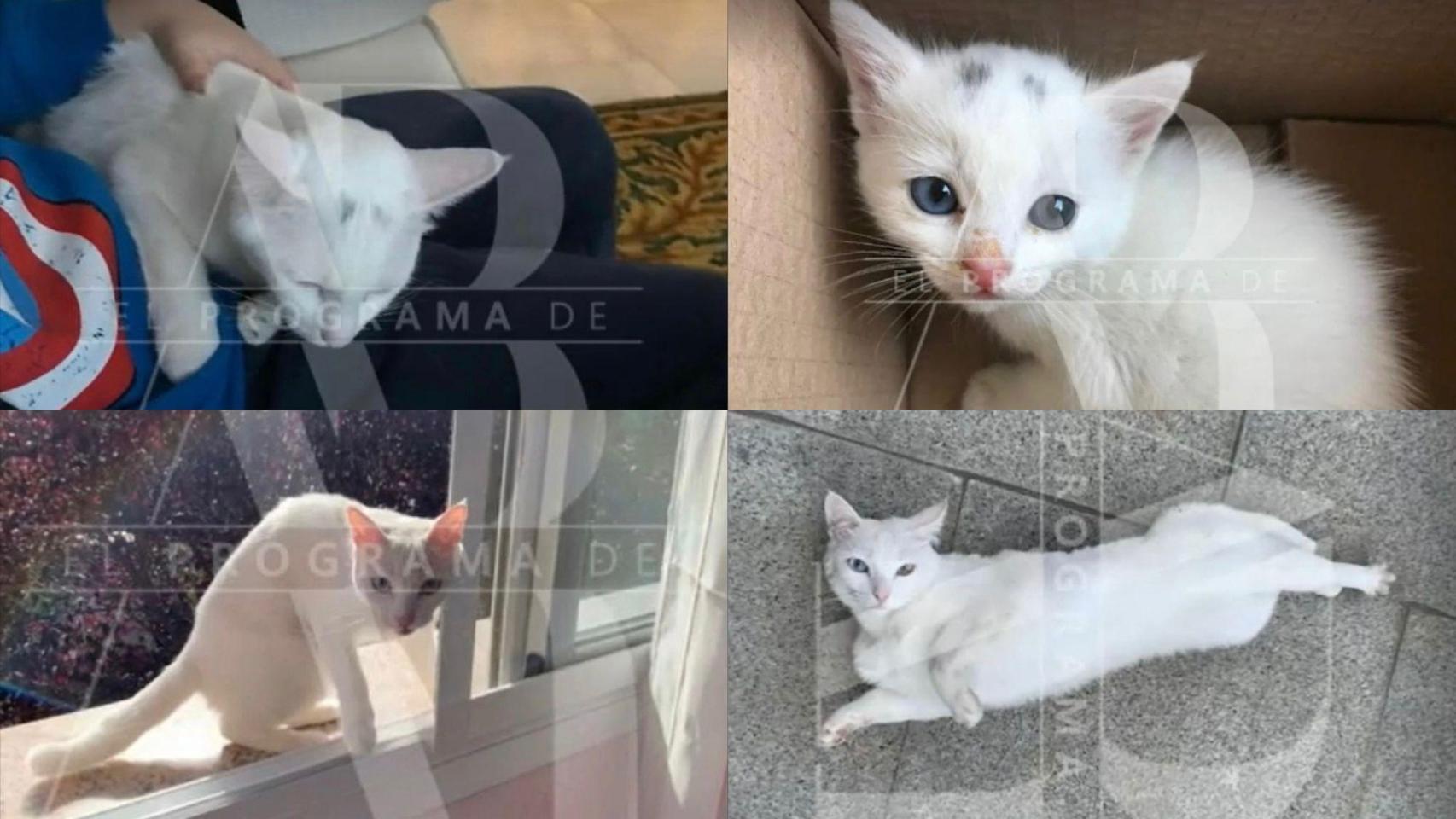 El segundo gato de Ábalos: la ex esposa del ministro reclama la mascota que regalaron a su hijo y acusa de "ladrona" a Andrea