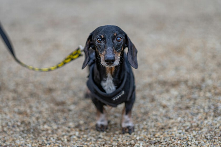 Un perro se perdió en 2021 en Estados Unidos. Cinco años después ha aparecido a 3.700 kilómetros de su casa