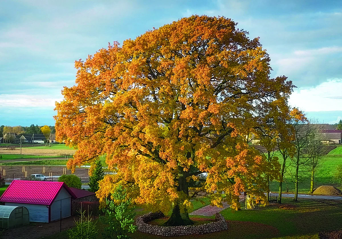 El Eurovisión de los árboles: Lituania... 12 puntos