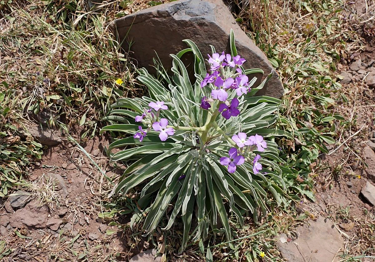 Matthiola maderensis