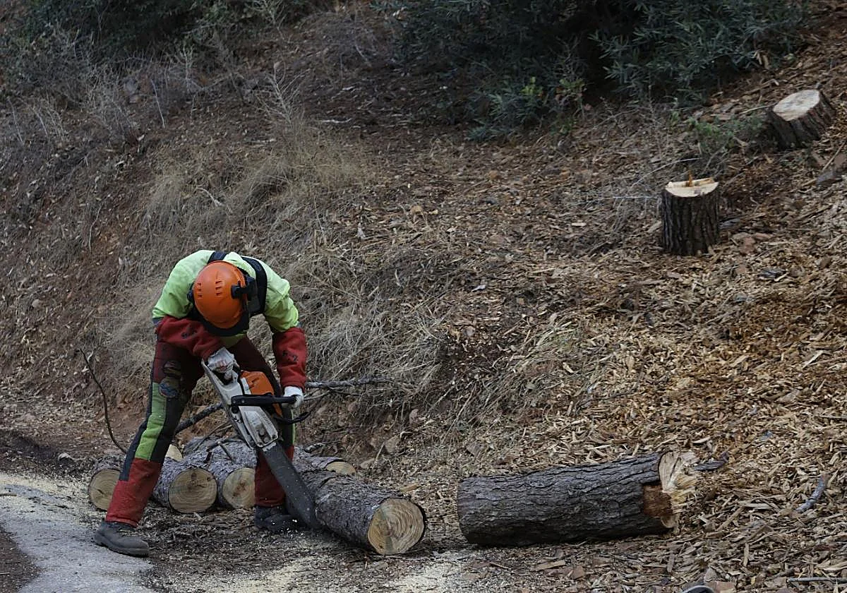 Kampf gegen das Kiefernsterben in den Montes de Málaga hat begonnen