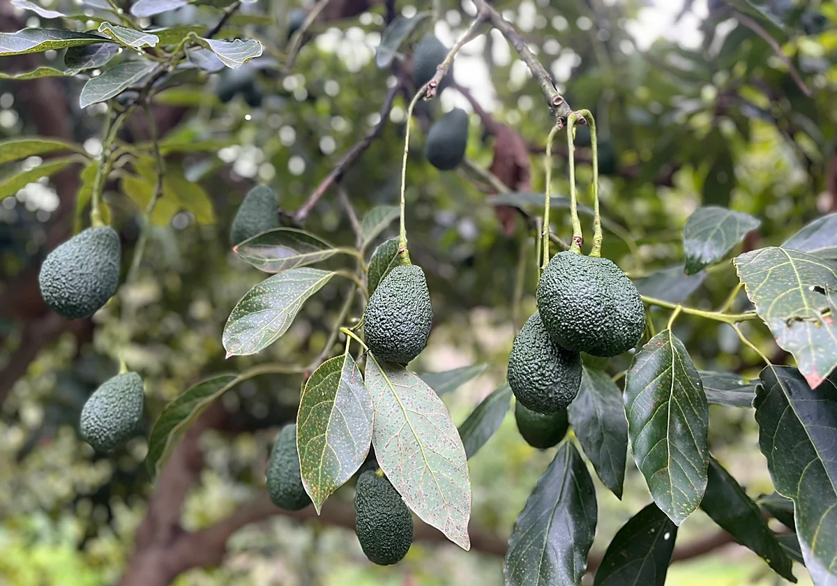 El aguacate y el mango de la Axarquía buscan reforzar su posición en Europa tras decir adiós a la sequía