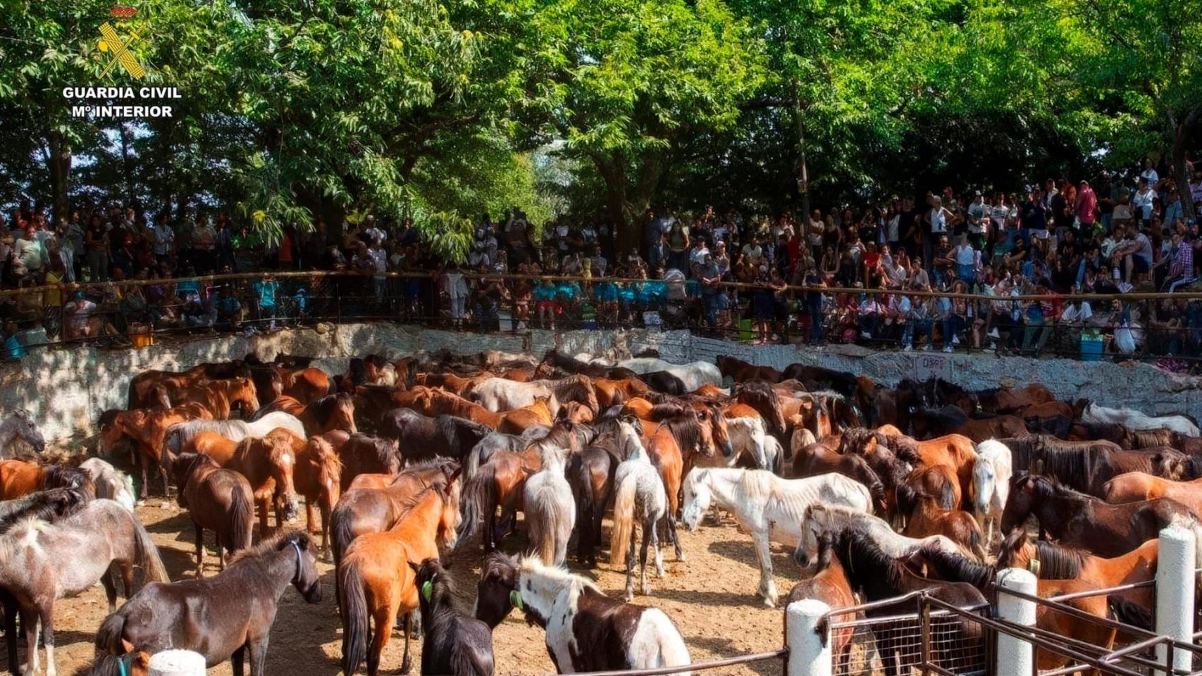 Cinco detenidos por robar 70 caballos en la Serra do Barbanza (A Coruña): los vendían y maltrataban
