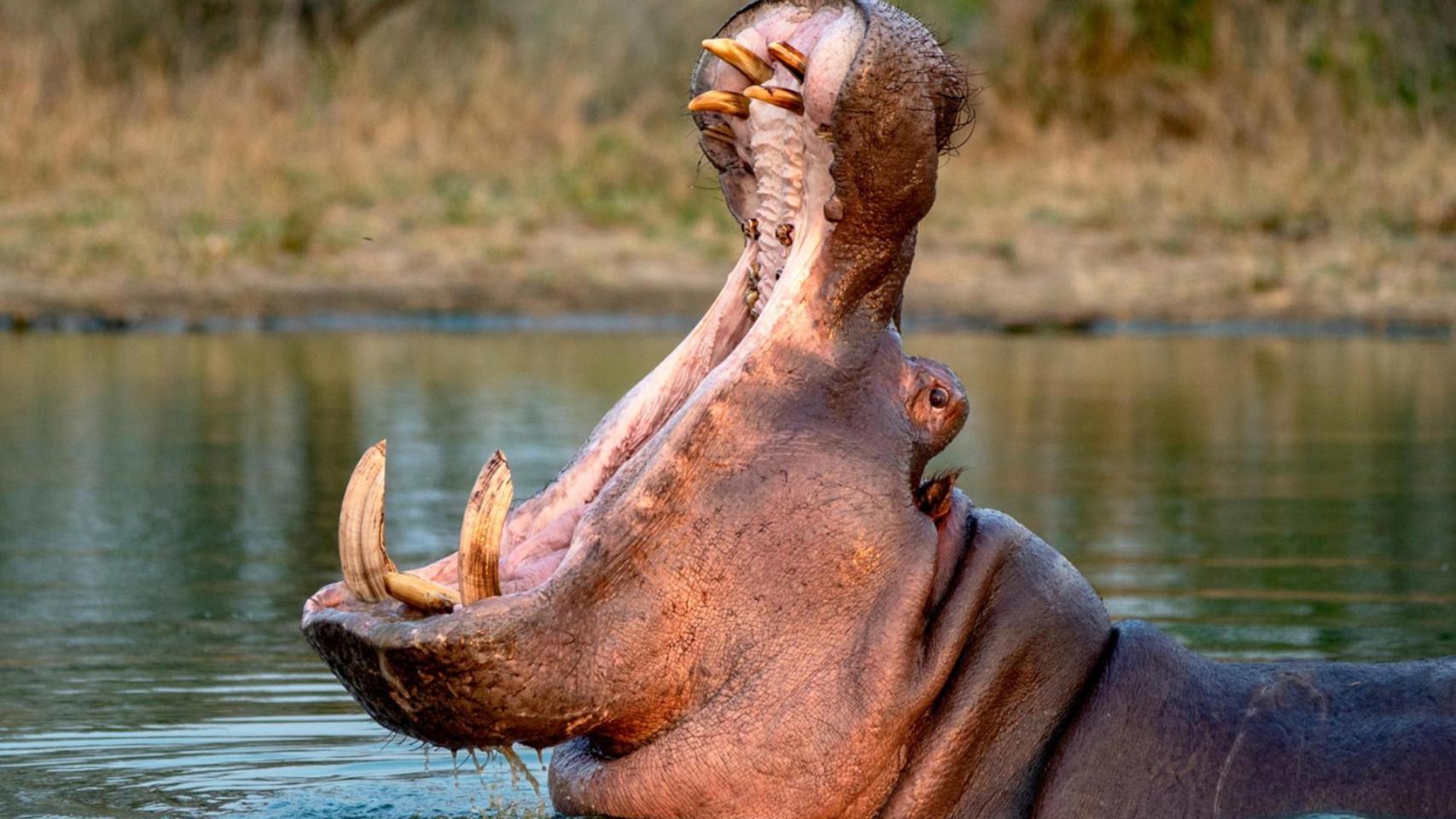 El amargo final de 80 de los hipopótamos del narco Pablo Escobar: el plan desesperado para que reciban la eutanasia