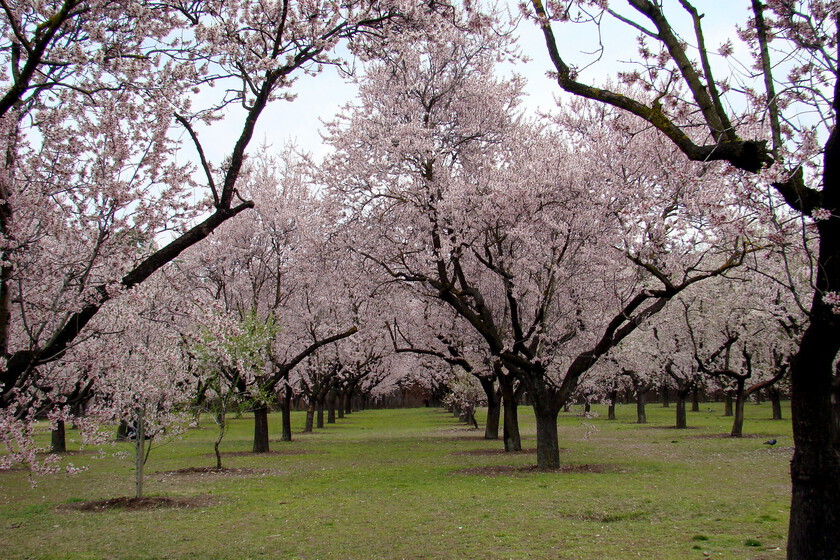 Hay una bomba de relojería en el campo español: 126.000 hectáreas de almendros están a punto de inundar un mercado que no las necesita