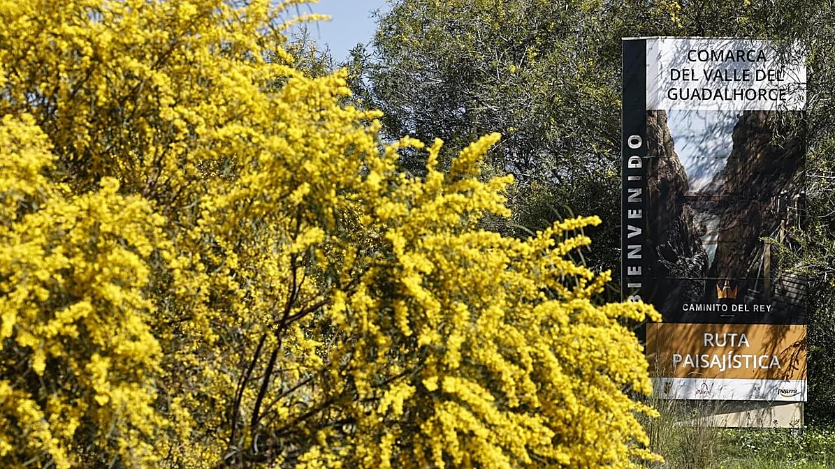 Winter storms create spectacular blossom display in Malaga