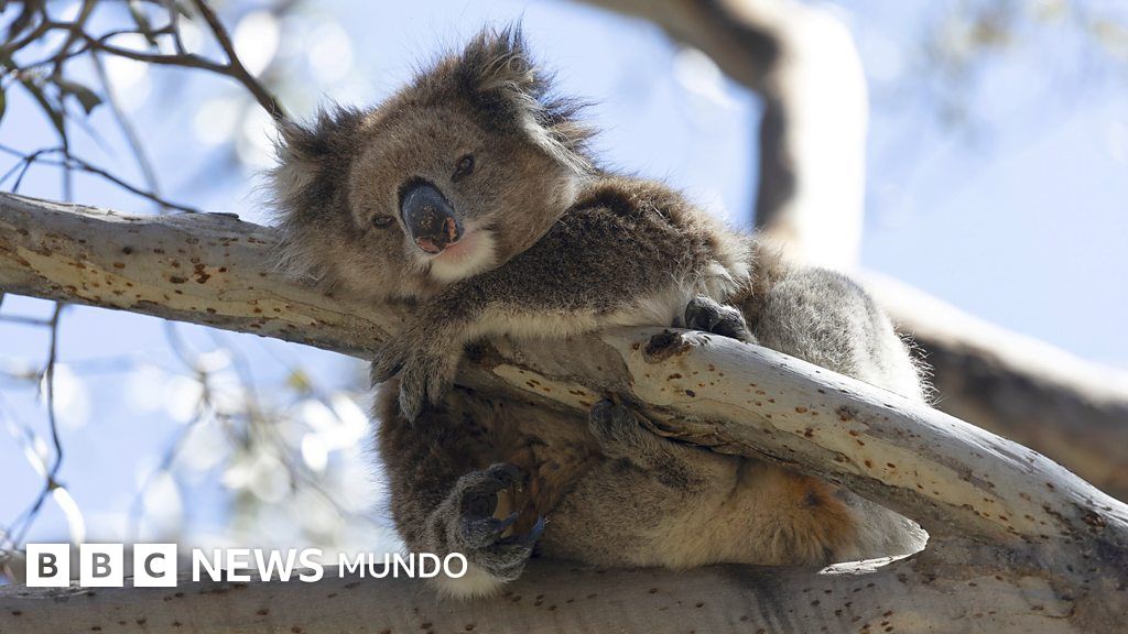 Isla Canguro, el lugar que tiene la clave para salvar a los koalas de la epidemia de clamidia que amenaza con extinguirlos