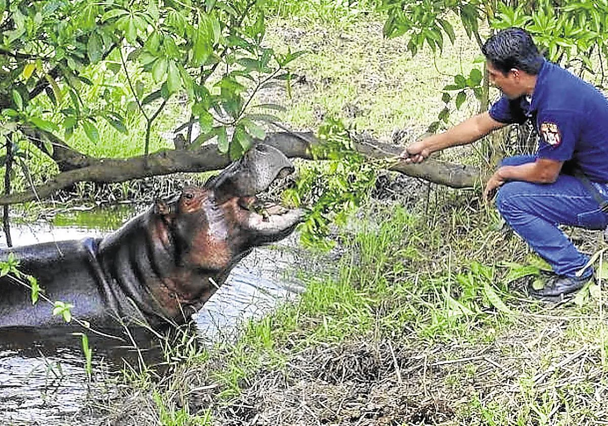 Colombia decide sacrificar a los hipopótamos de Pablo Escobar