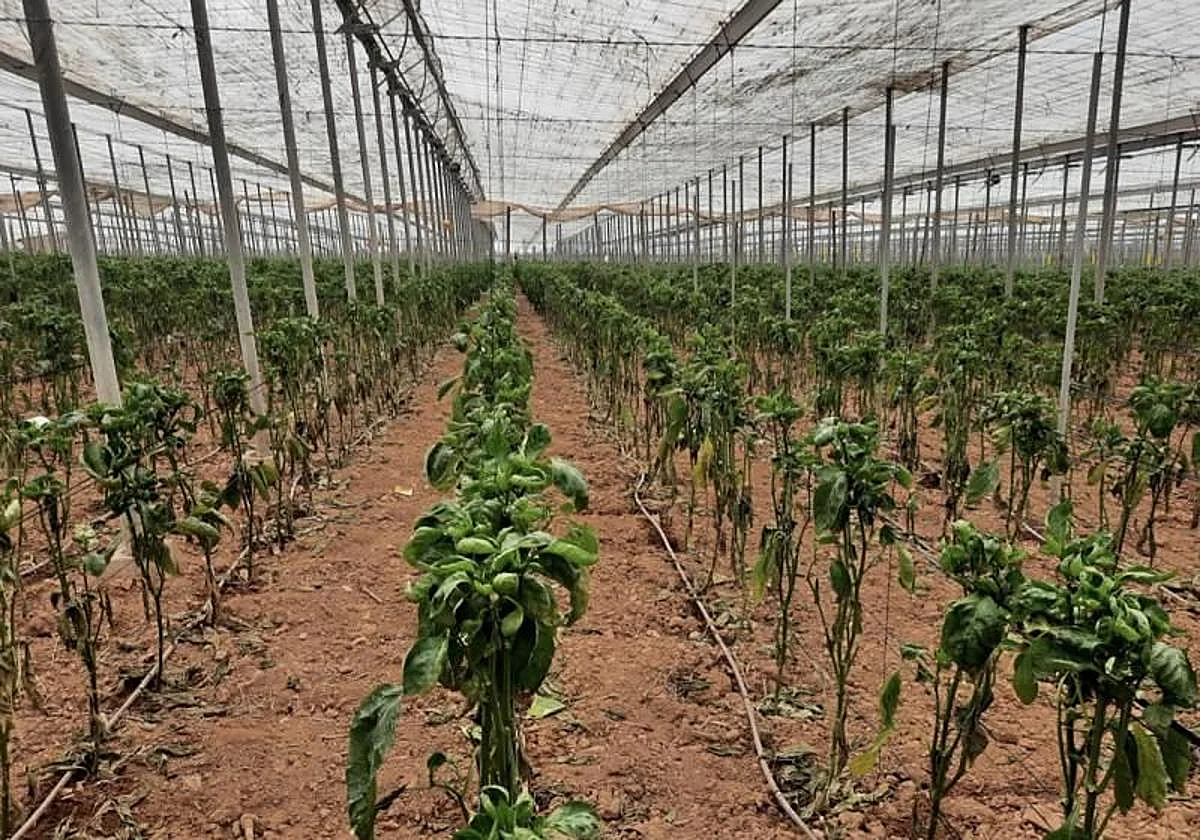 Tobacco pest from Asia affects cucumber and pepper production in Andalucía