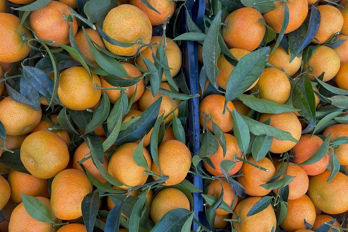La UE ha sustituido un 8,6% de los cítricos europeos por importaciones en los últimos diez años