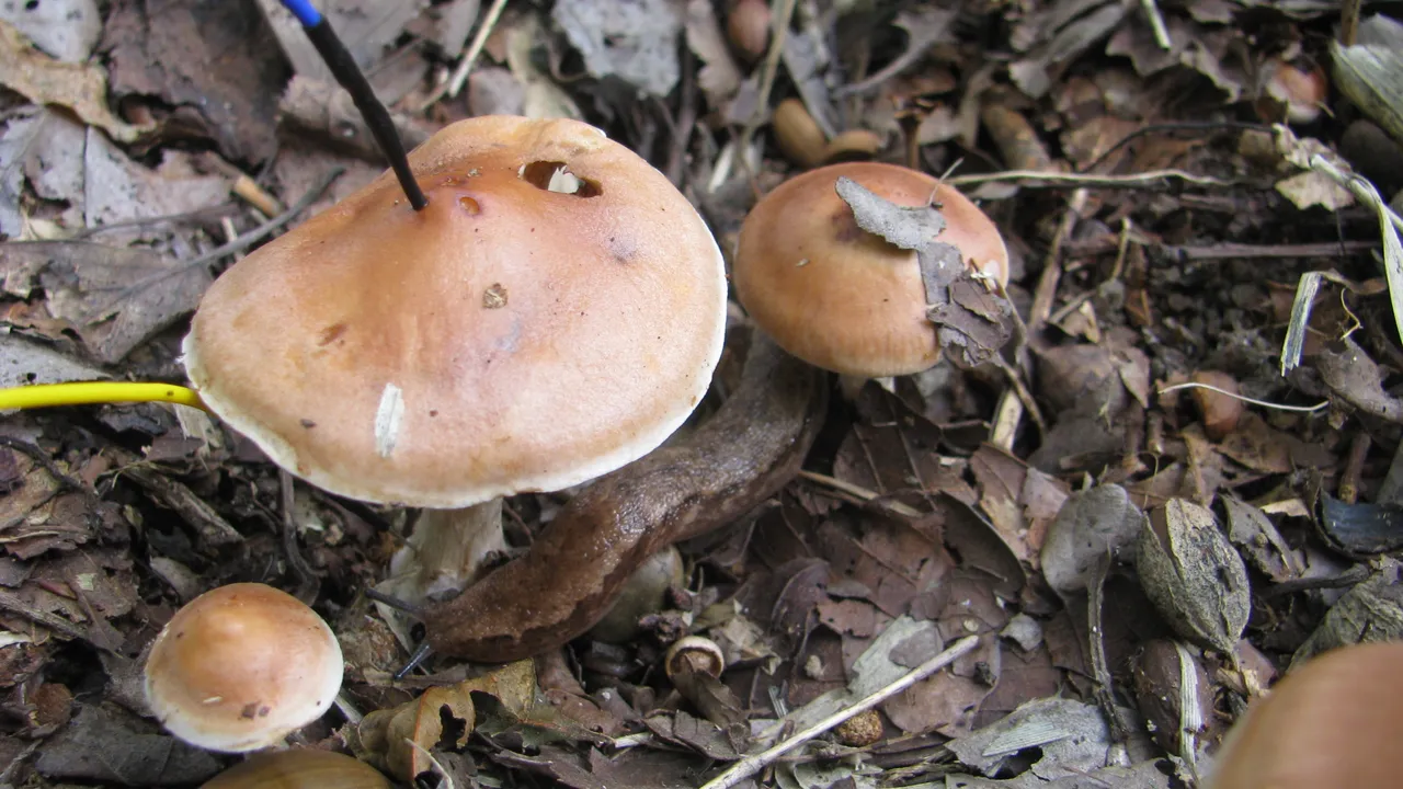 El "internet de los hongos" bajo los bosques es más complejo de lo que creíamos