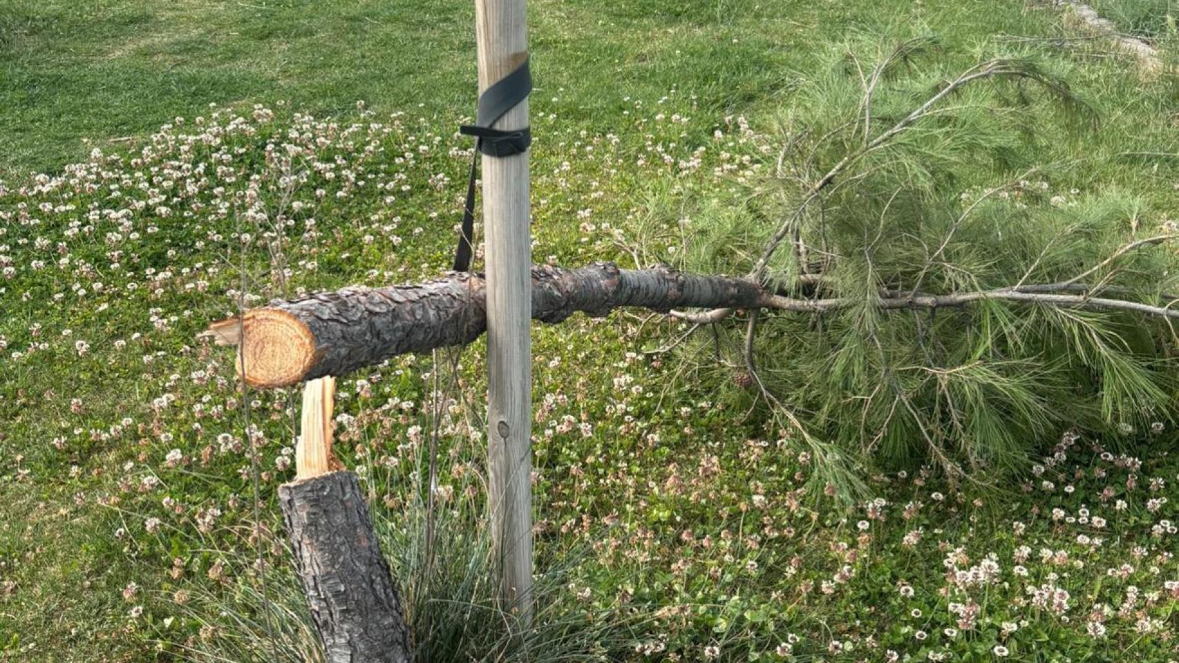 "Salvaje atentado" ecológico en Azuqueca de Henares: talan 35 pinos jóvenes en una zona verde del municipio