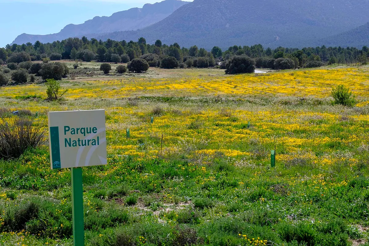 Cajamar: "El sector financiero tiene un papel clave en la transición verde"