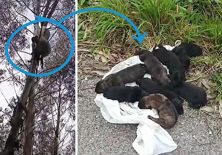 Encuentra a ocho cachorros en una bolsa colgando de un árbol a punto de asfixiarse en Cantabria
