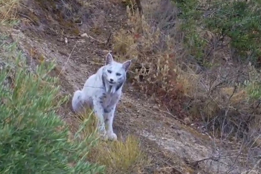El lince blanco que encontramos en octubre está dejando de ser blanco y eso ni siquiera es lo más raro