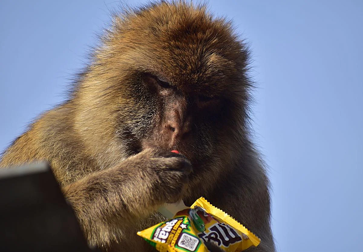 Helados, patatas fritas y barro: el extraño hábito de los macacos de Gibraltar para sobrevivir al turista