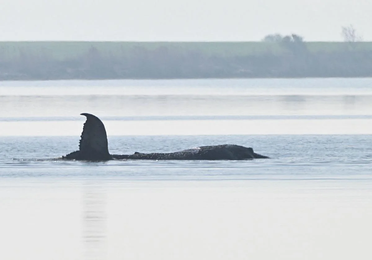 El drama en Alemania por la ballena Timmy y su rescatadora