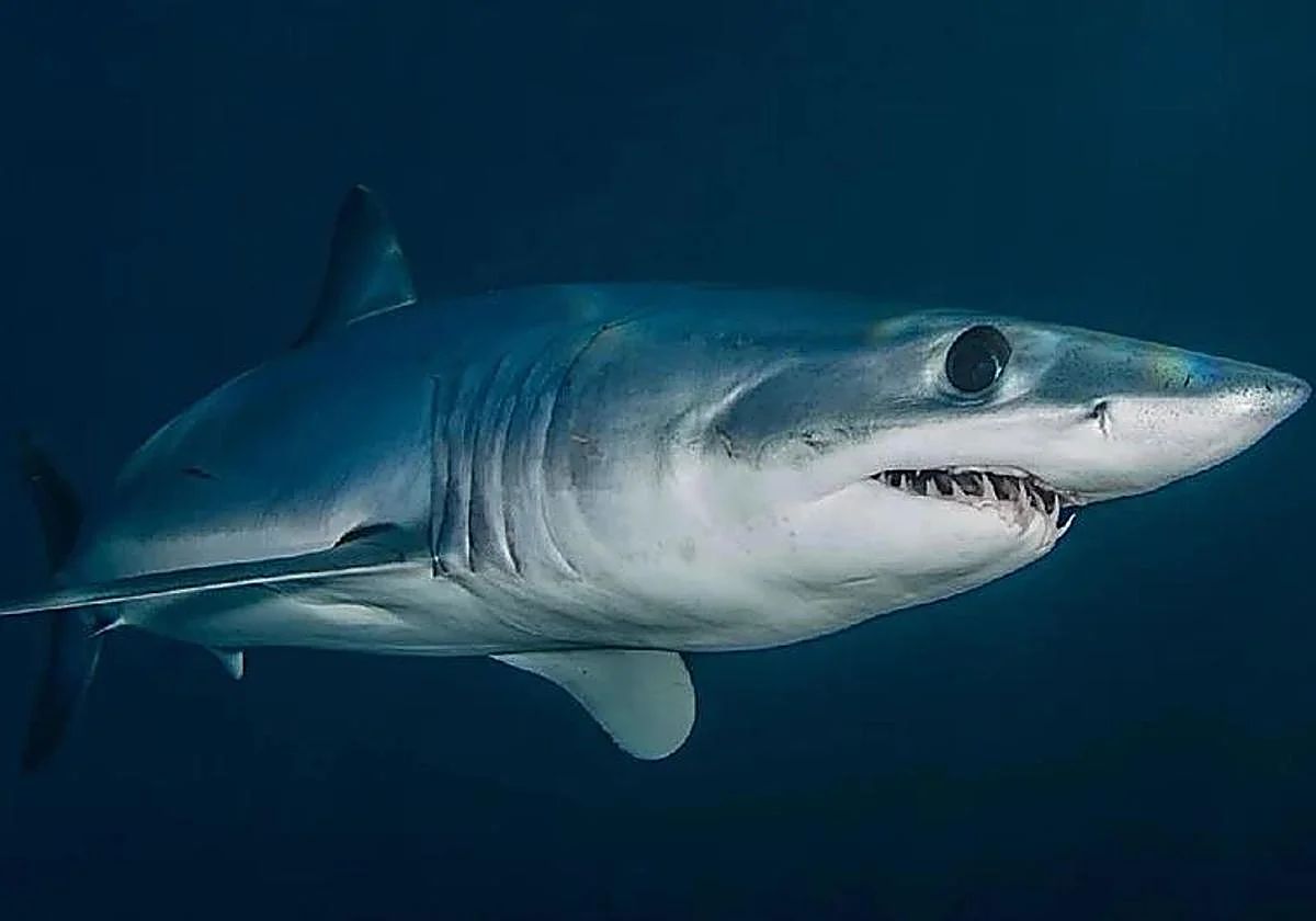 Un tiburón de tres metros, avistado a cuatro millas de la costa de Almuñécar
