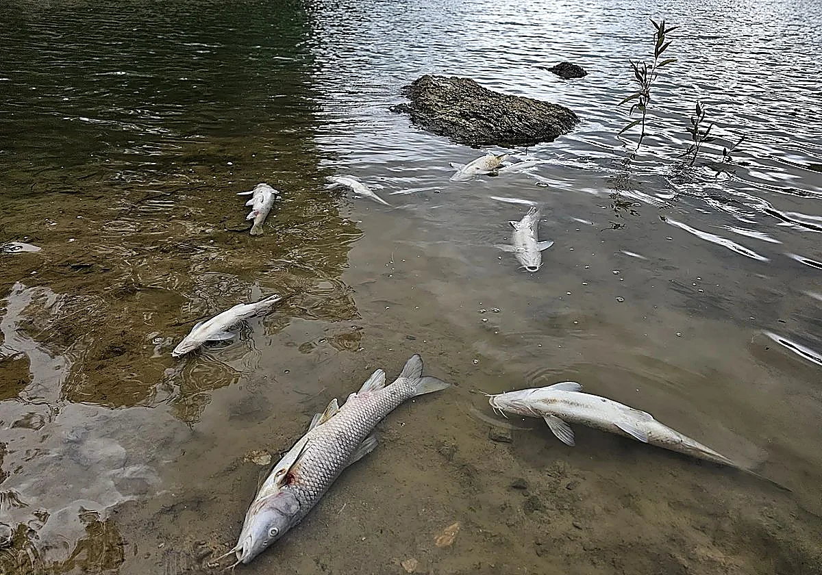 PACMA se querella contra el Ayuntamiento de Marbella por la gestión del embalse de Las Medranas