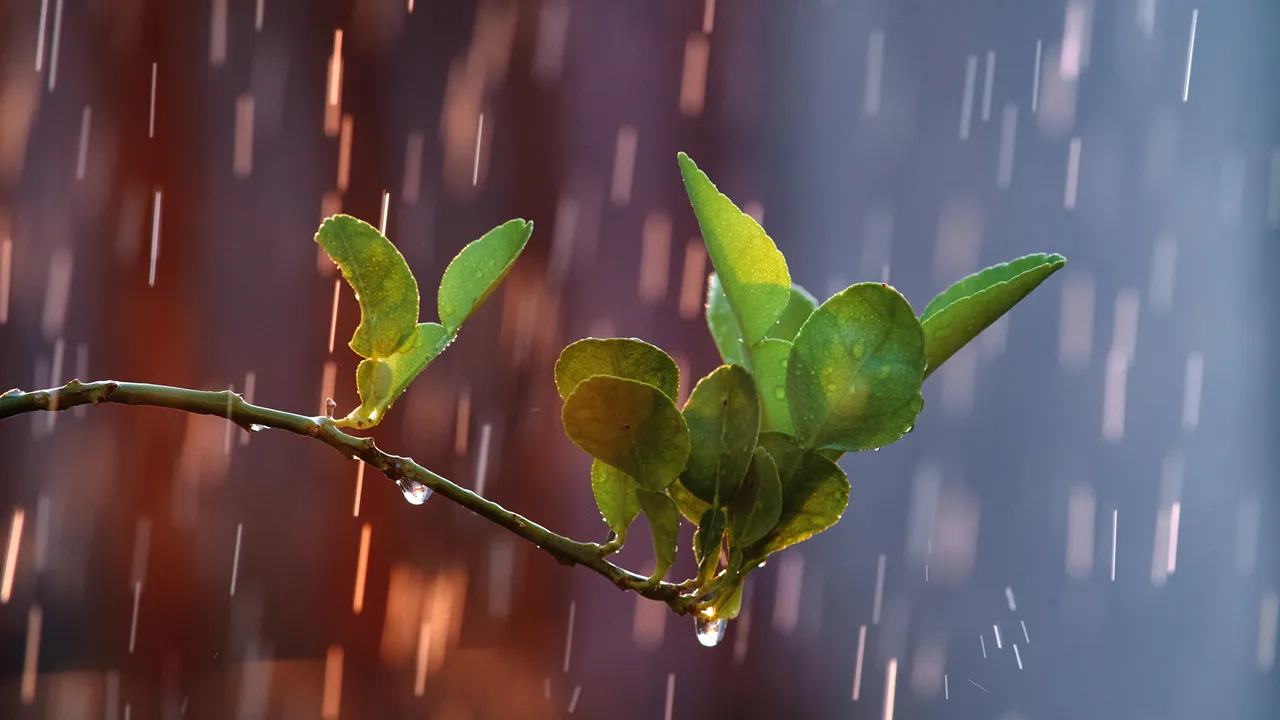 Las plantas pueden “escuchar” la lluvia y les encanta