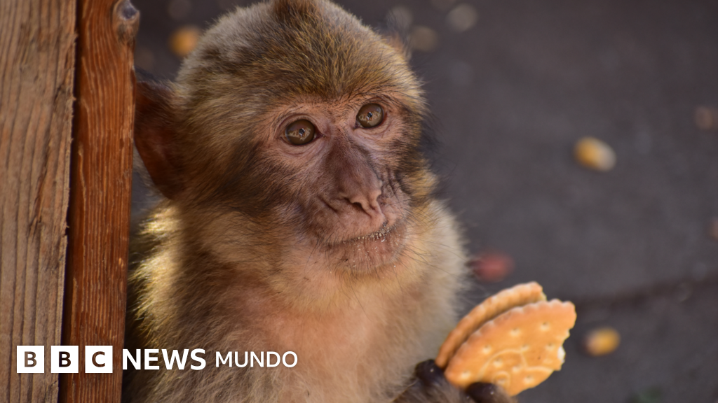 La sorprendente razón por la que los monos de Gibraltar comen tierra
