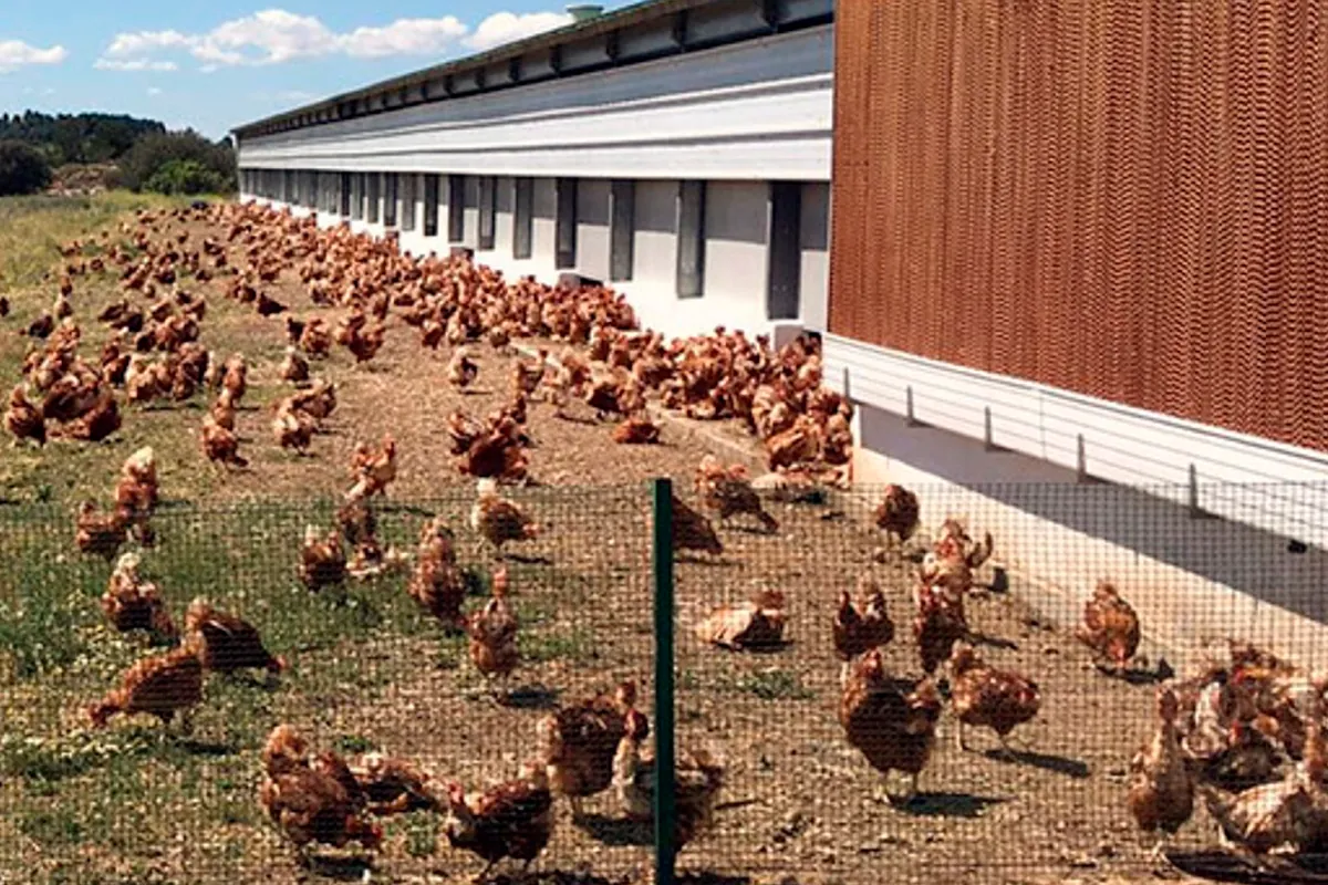 Huevos Guillén destinará 14,5 millones a una granja de camperas en Badajoz